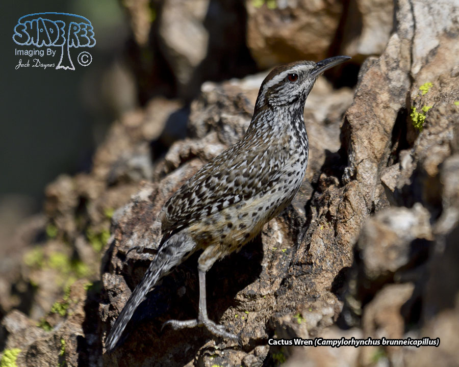 Cactus Wren - Campylorhynchus brunneicapillus