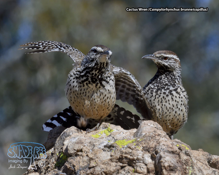 Cactus Wren - Campylorhynchus brunneicapillus