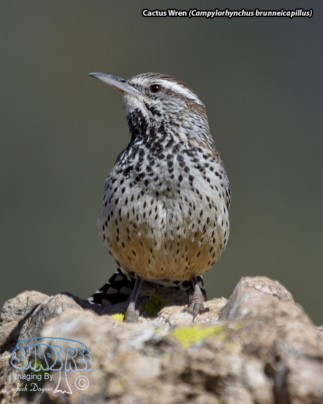 Cactus Wren - Campylorhynchus brunneicapillus
