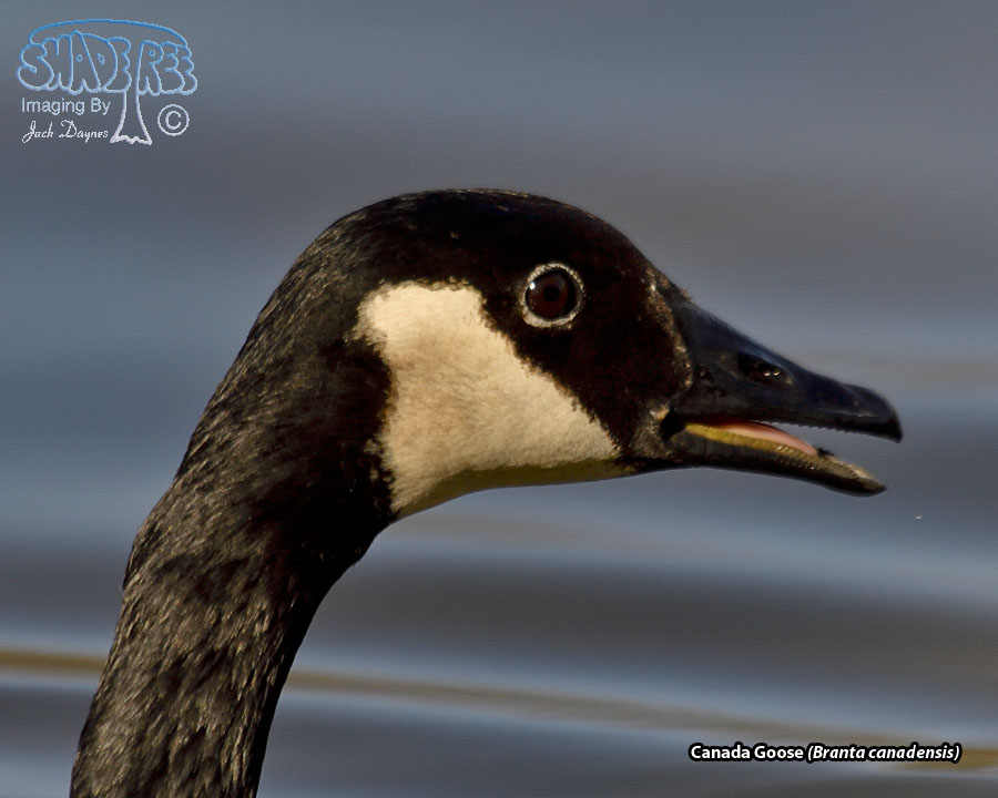 Canada Goose - Branta canadensis;Canada Goose;Anatidae;Canada-Geese;CanadaGoose;Canada-Goose;Geese;Goose;Waterfowl;
