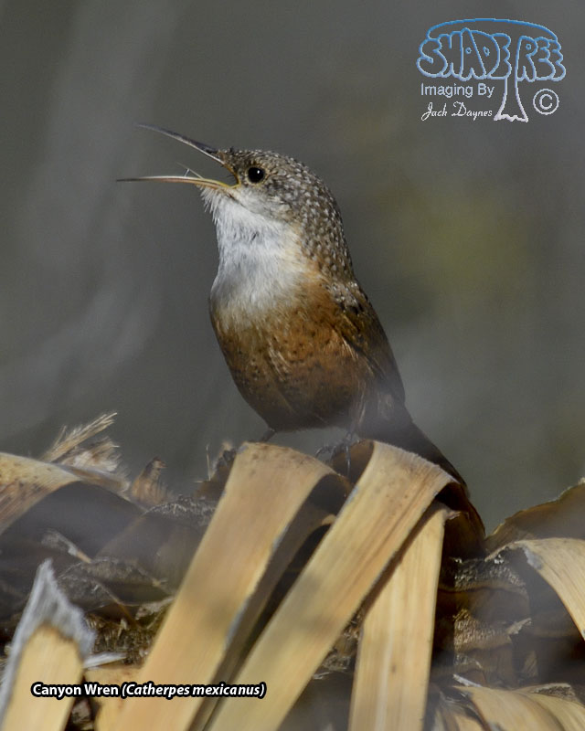 Canyon Wren - Catherpes mexicanus