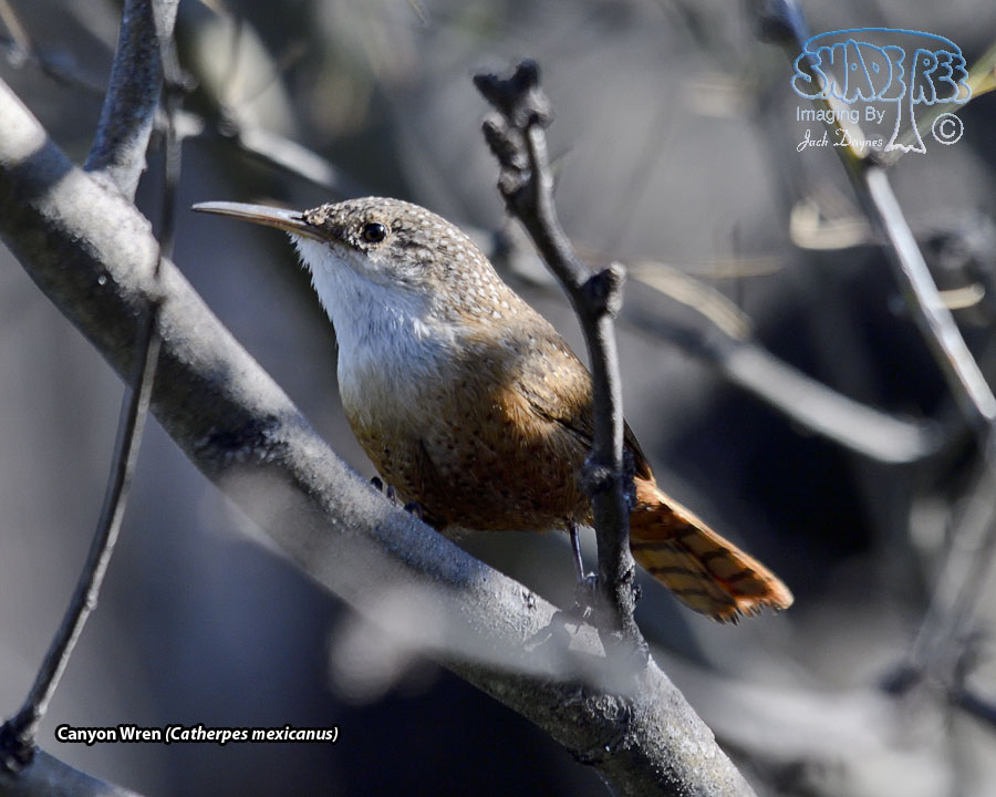 Canyon Wren - Catherpes mexicanus