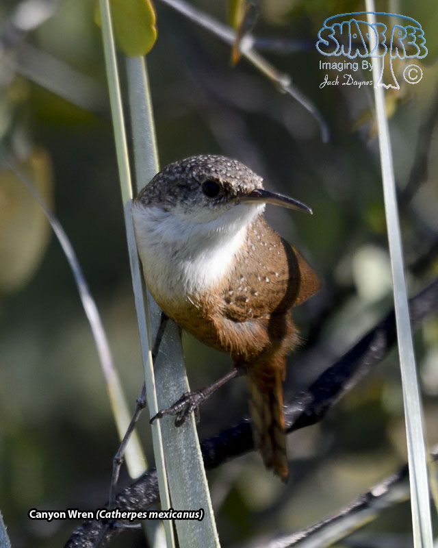 Canyon Wren - Catherpes mexicanus