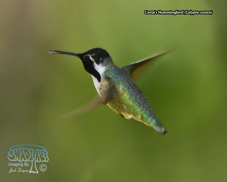 Costa's Hummingbird - Calypte costae