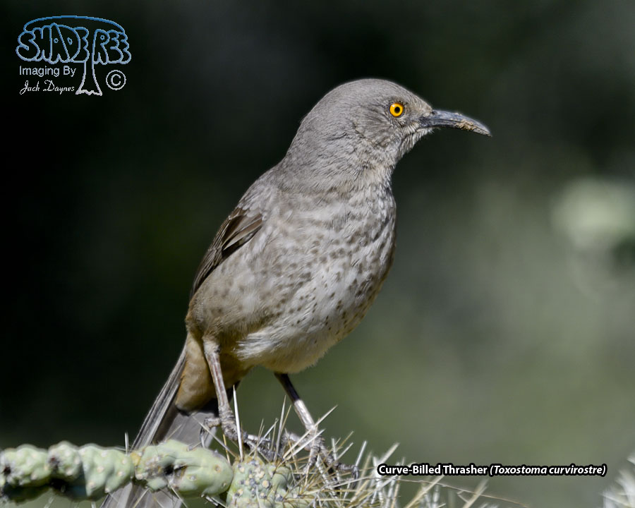 Curve-Billed Thrasher - Toxostoma curvirostre