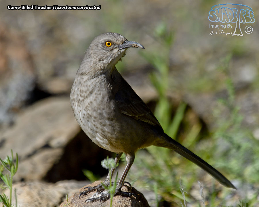 Curve-Billed Thrasher - Toxostoma curvirostre