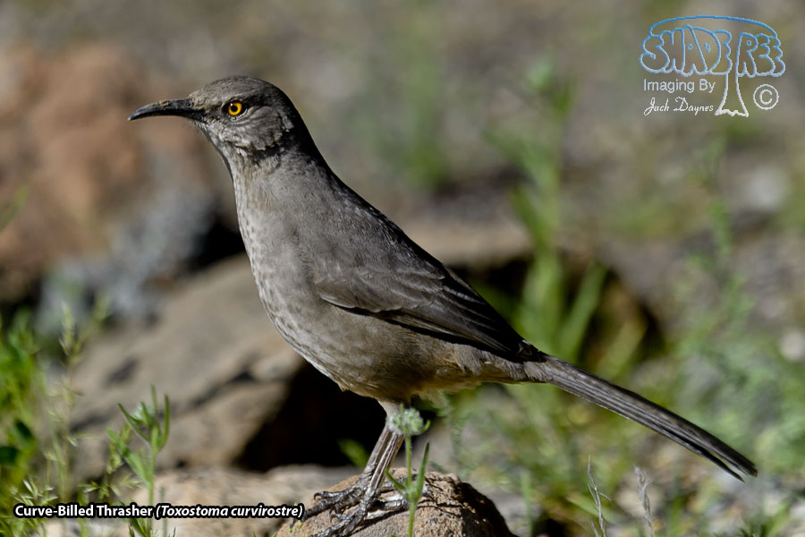 Curve-Billed Thrasher - Toxostoma curvirostre