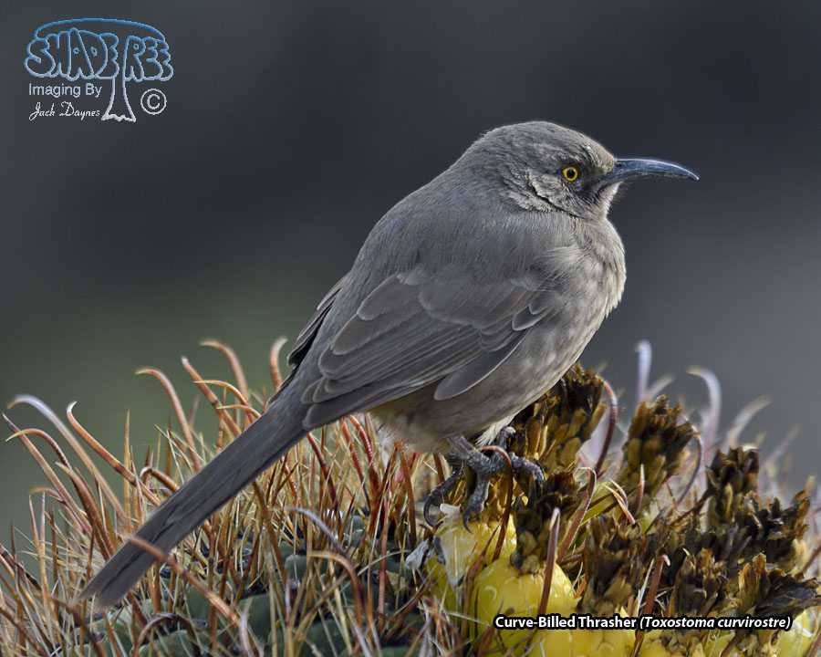 Curve-Billed Thrasher - Toxostoma curvirostre