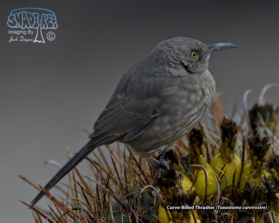 Curve-Billed Thrasher - Toxostoma curvirostre