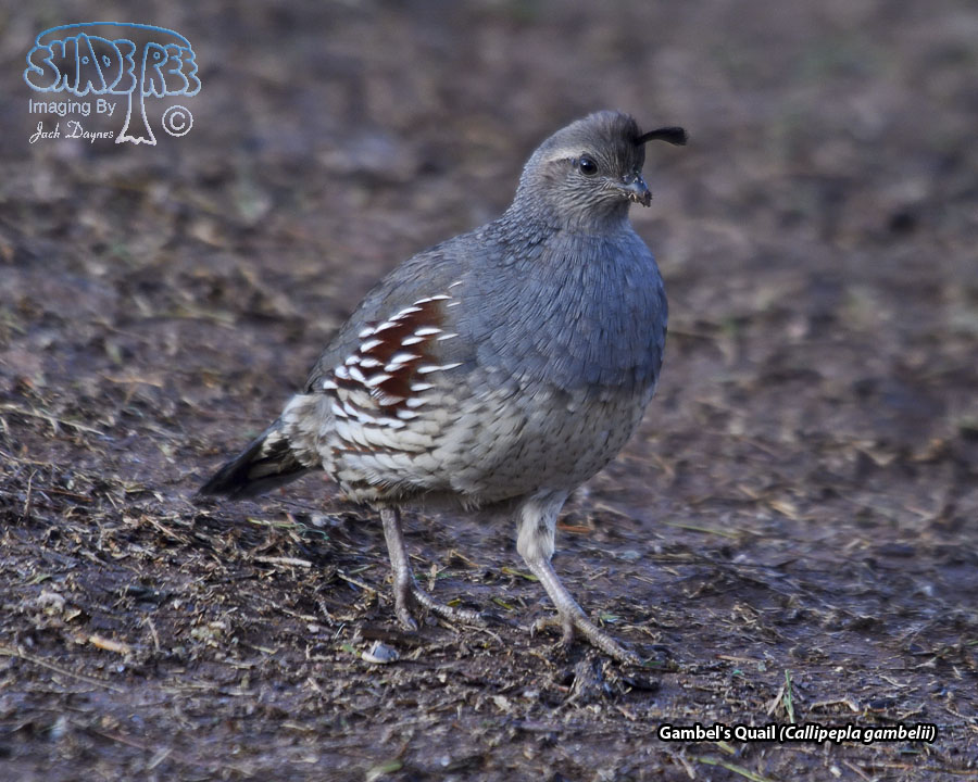 Gambel's Quail - Callipepla gambelii