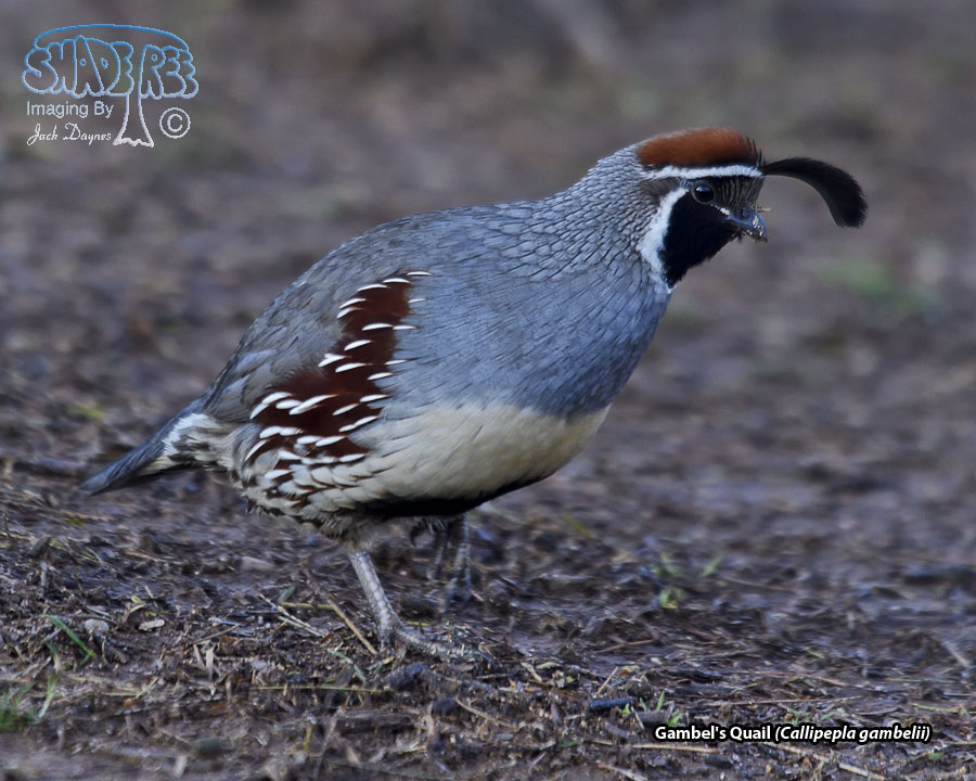 Gambel's Quail - Callipepla gambelii