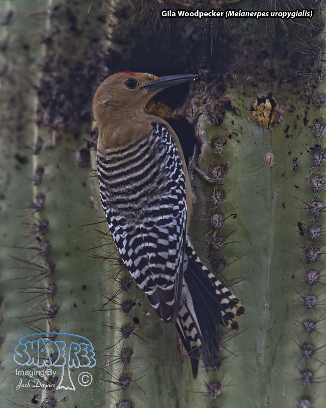 Gila Woodpecker - Melanerpes uropygialis