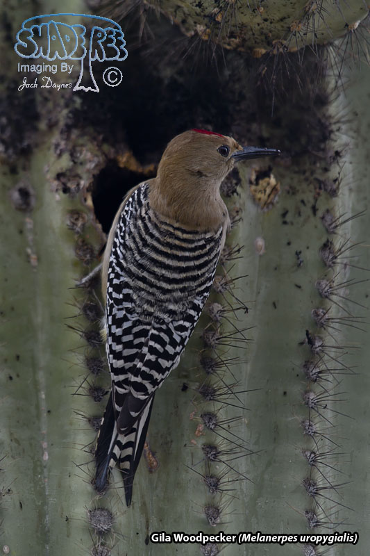 Gila Woodpecker - Melanerpes uropygialis