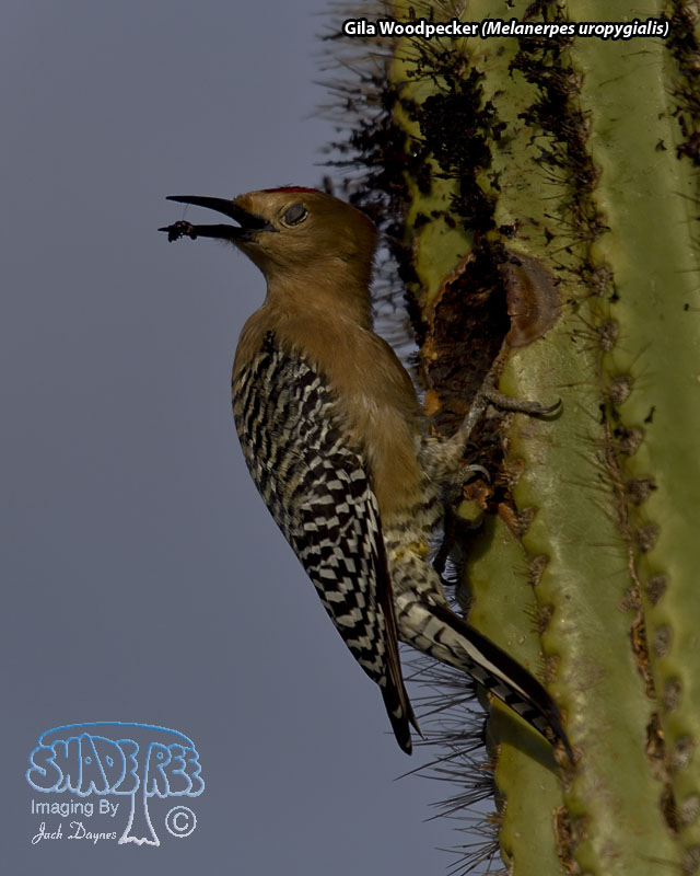 Gila Woodpecker - Melanerpes uropygialis
