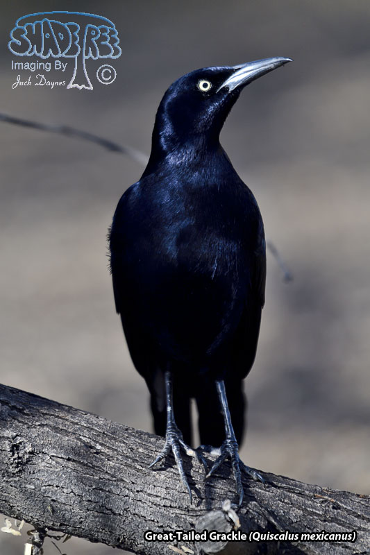 Great-Tailed Grackle - Quiscalus mexicanus