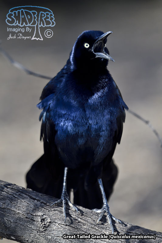 Great-Tailed Grackle - Quiscalus mexicanus
