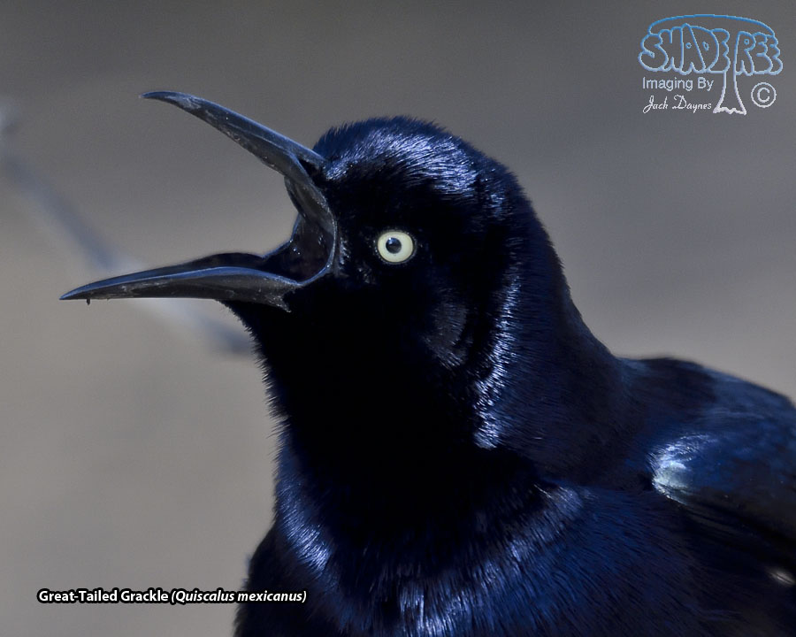 Great-Tailed Grackle - Quiscalus mexicanus