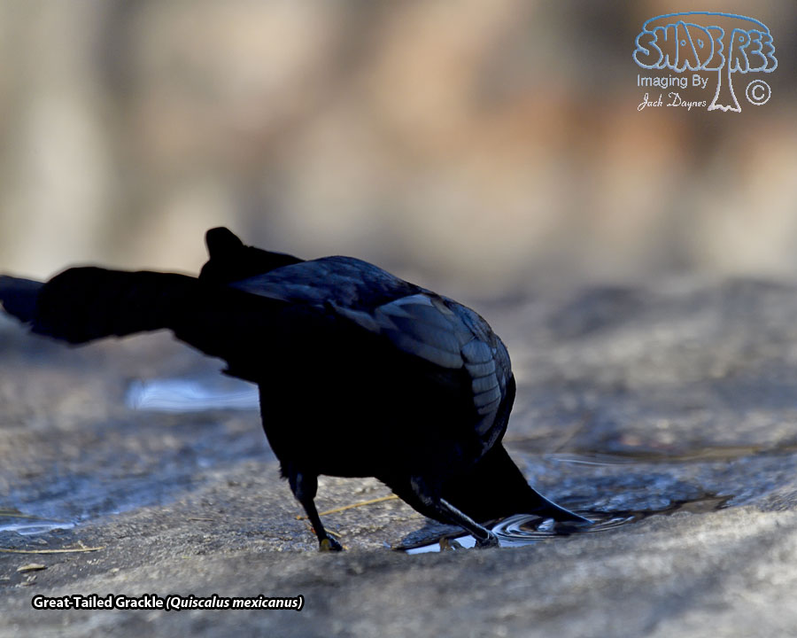 Great-Tailed Grackle - Quiscalus mexicanus