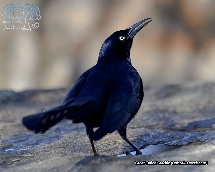 Great-Tailed Grackle - Quiscalus mexicanus