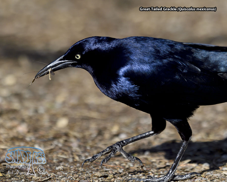 Great-Tailed Grackle - Quiscalus mexicanus