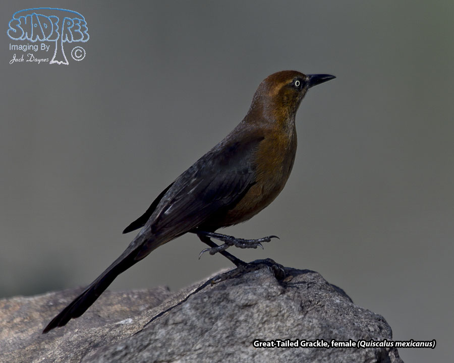 Great-Tailed Grackle - Quiscalus mexicanus