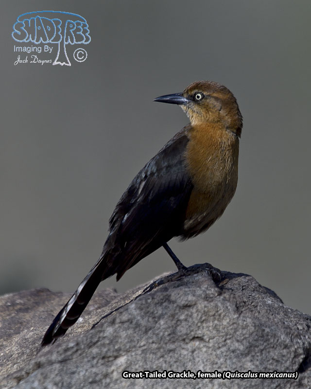 Great-Tailed Grackle - Quiscalus mexicanus