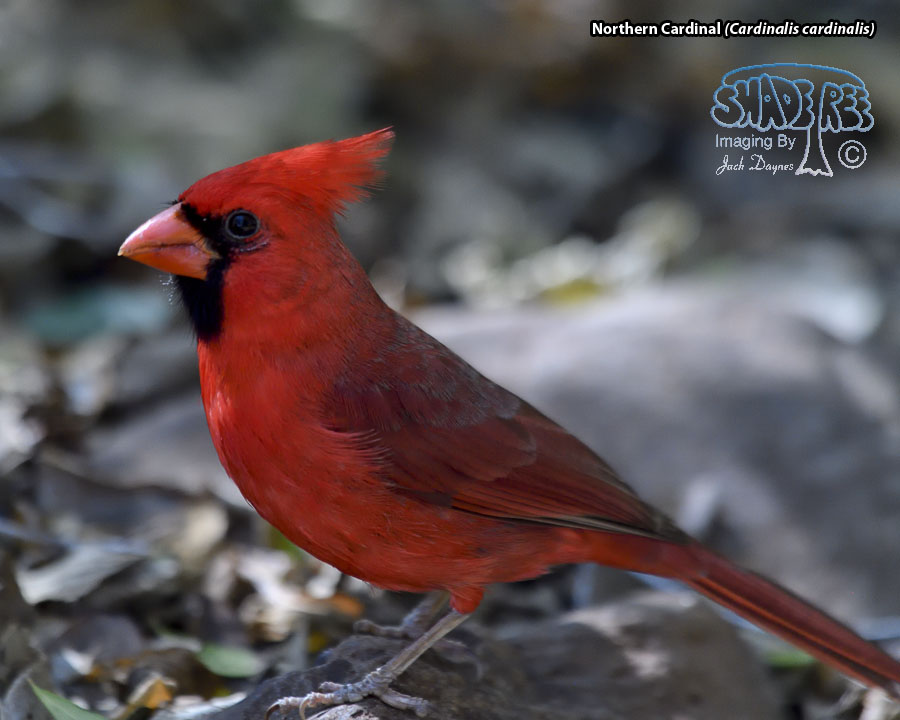 Northern Cardinal - Cardinalis cardinalis