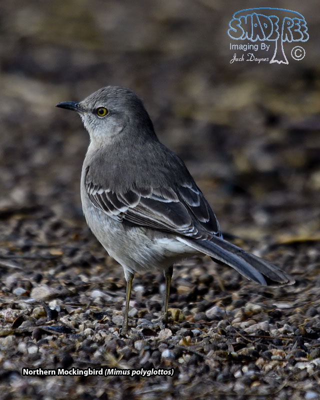 Northern Mockingbird - Mimus polyglottos