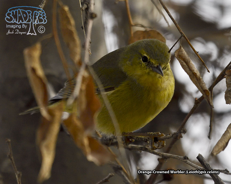 Orange-Crowned Warbler - Leiothlypis celata