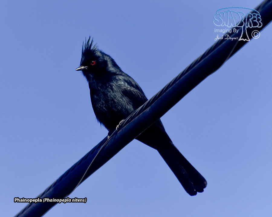 Phainopepla - Phainopepla nitens