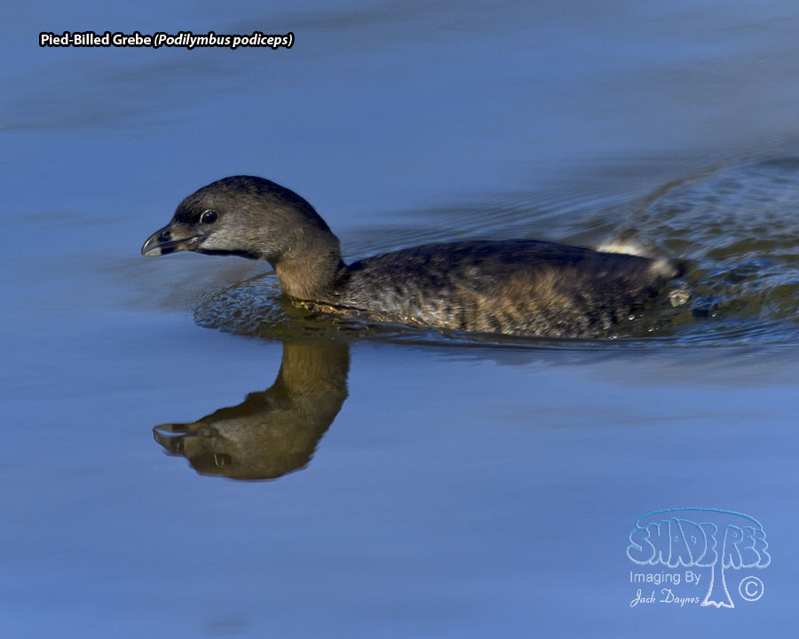 Pied-Billed Grebe - Podilymbus podiceps
