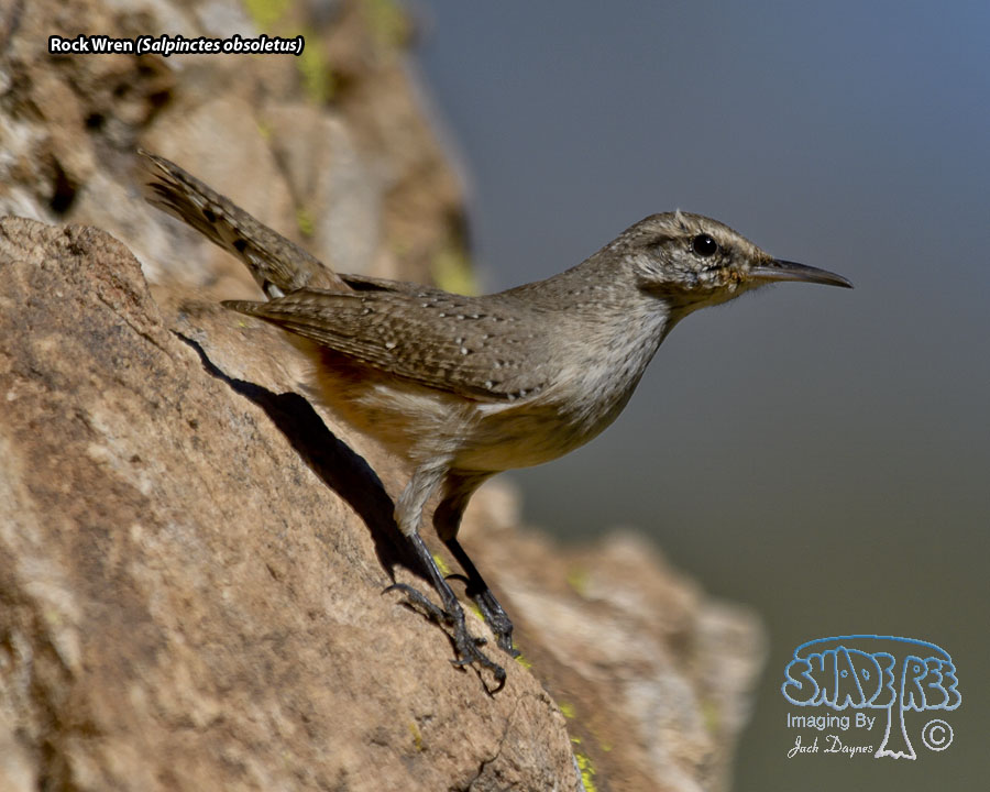 Rock Wren - Salpinctes obsoletus