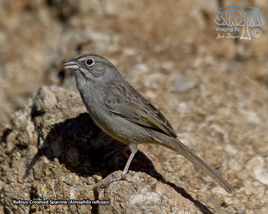 Rufous-Crowned Sparrow - Aimophila ruficeps