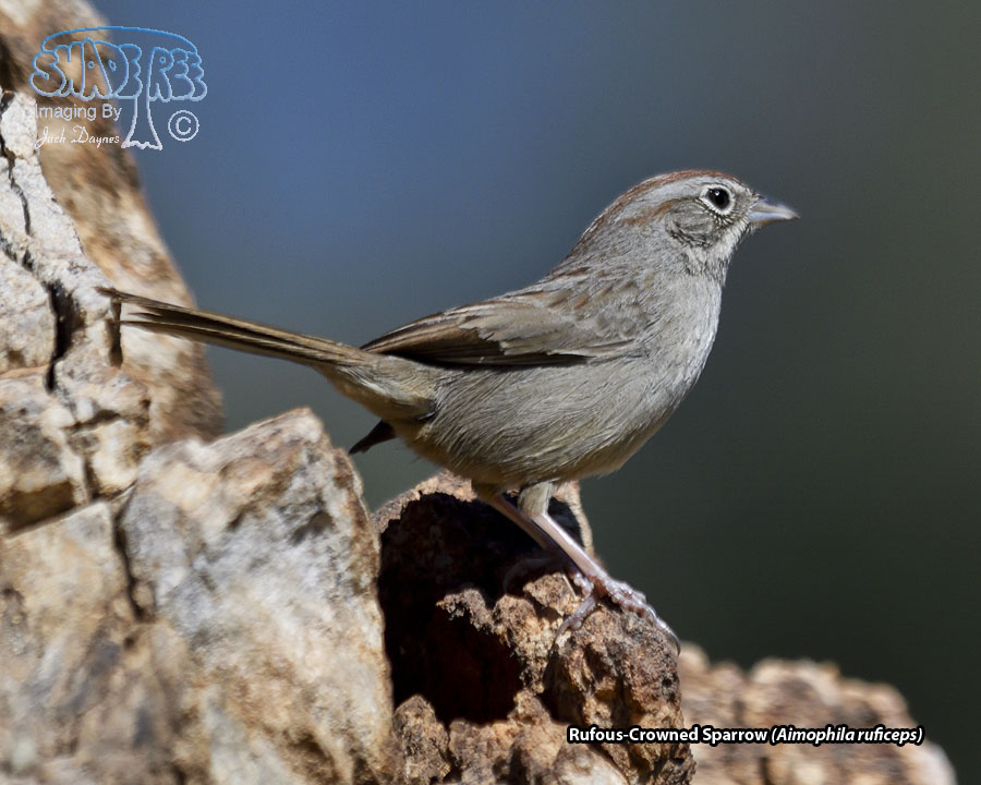 Rufous-Crowned Sparrow - Aimophila ruficeps