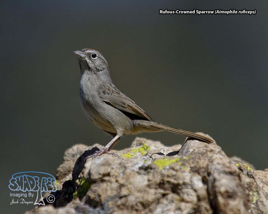 Rufous-Crowned Sparrow - Aimophila ruficeps