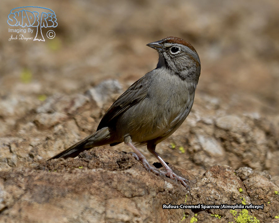 Rufous-Crowned Sparrow - Aimophila ruficeps