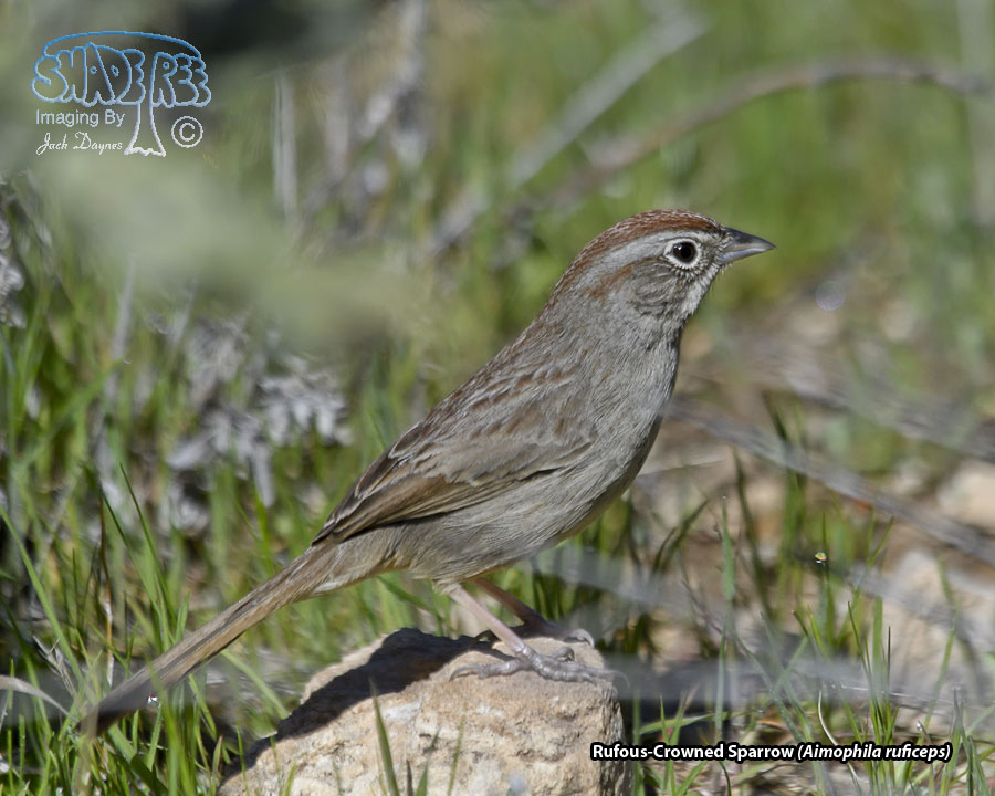 Rufous-Crowned Sparrow - Aimophila ruficeps