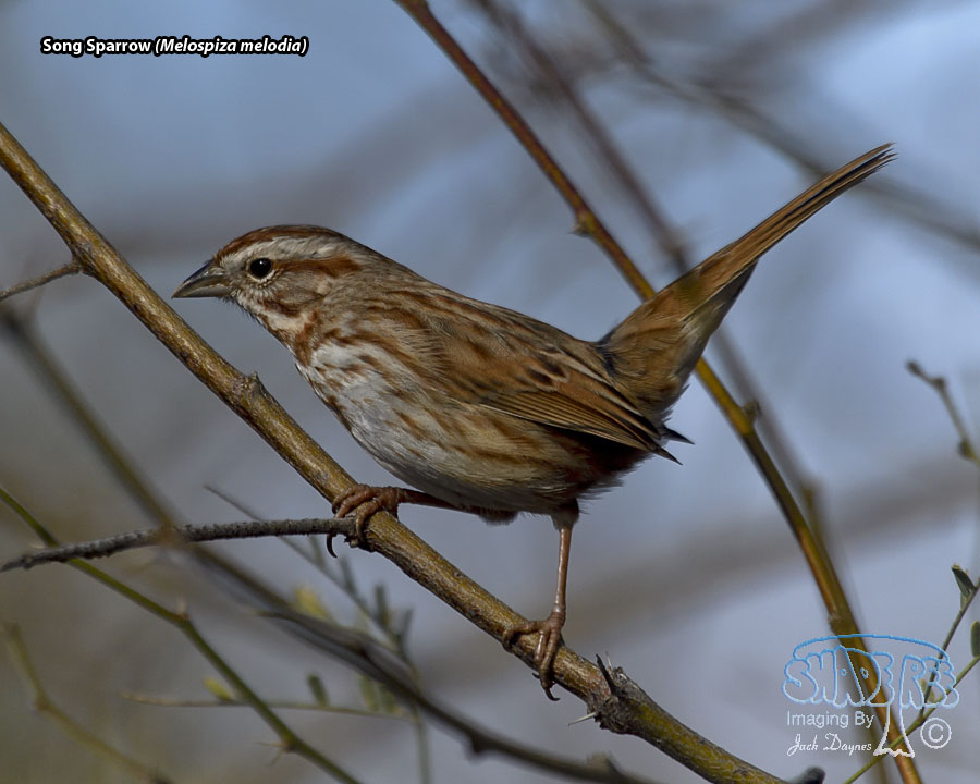 Song Sparrow - Melospiza melodia