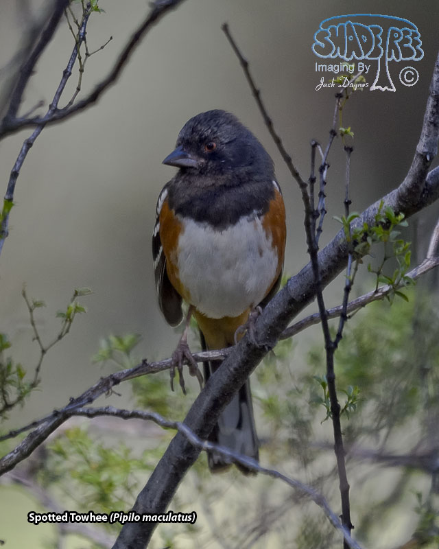 Spotted Towhee - Pipilo maculatus