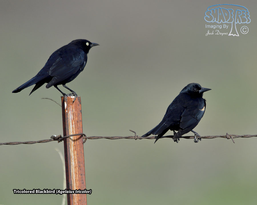 Tricolored Blackbird - Agelaius tricolor