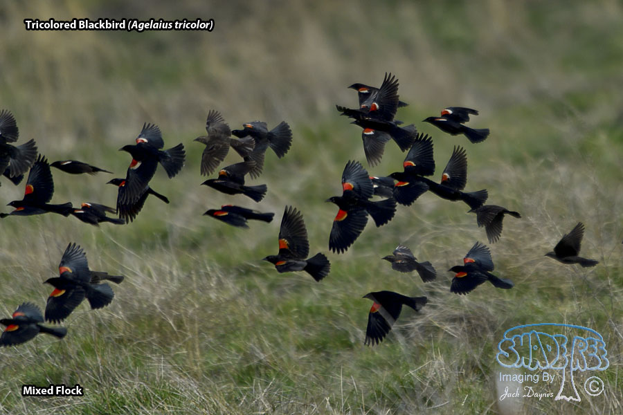 Tricolored Blackbird - Agelaius tricolor
