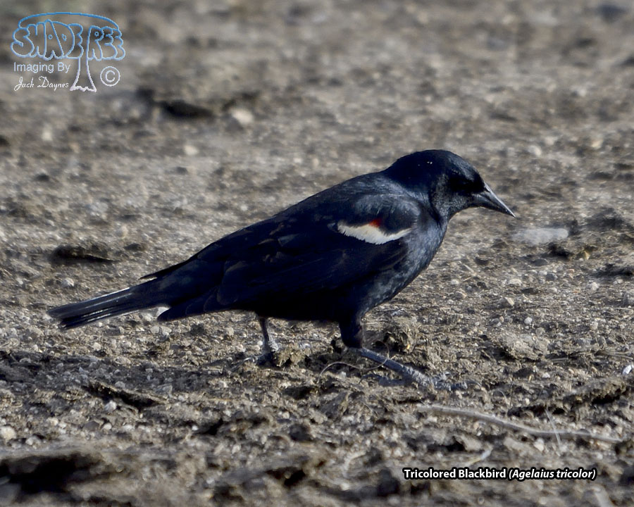 Tricolored Blackbird - Agelaius tricolor