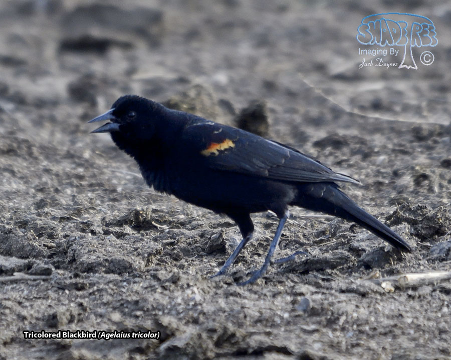 Tricolored Blackbird - Agelaius tricolor
