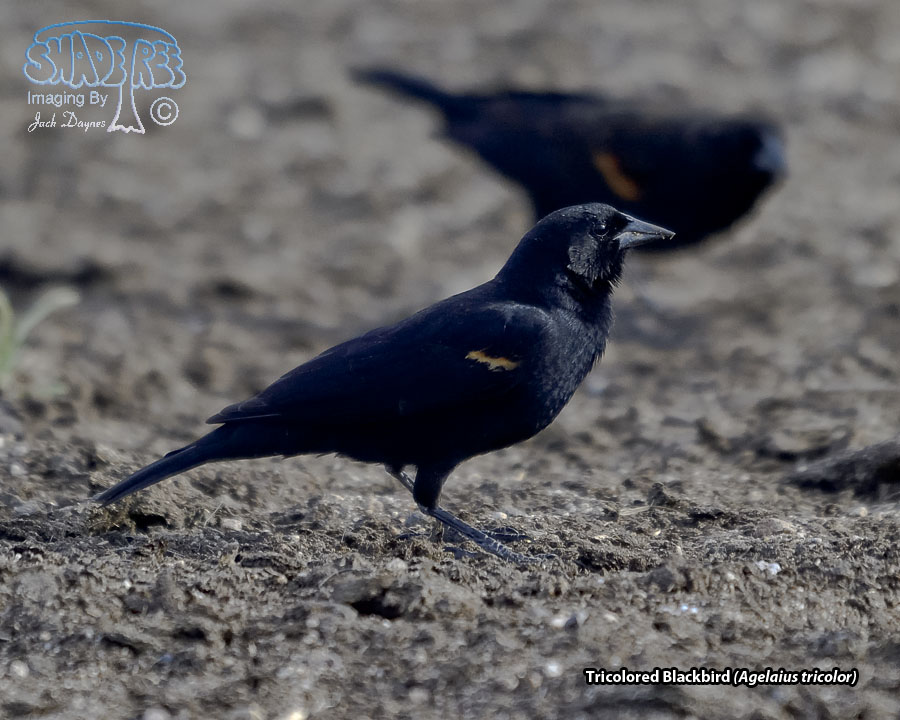Tricolored Blackbird - Agelaius tricolor