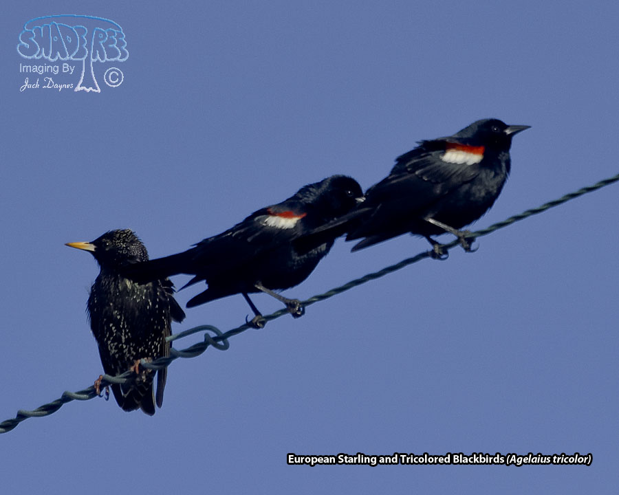 Tricolored Blackbird - Agelaius tricolor