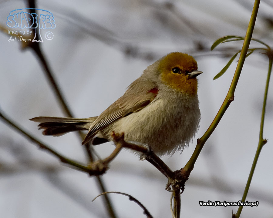 Verdin - Auriparus flaviceps