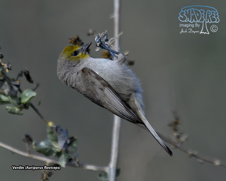 Verdin - Auriparus flaviceps