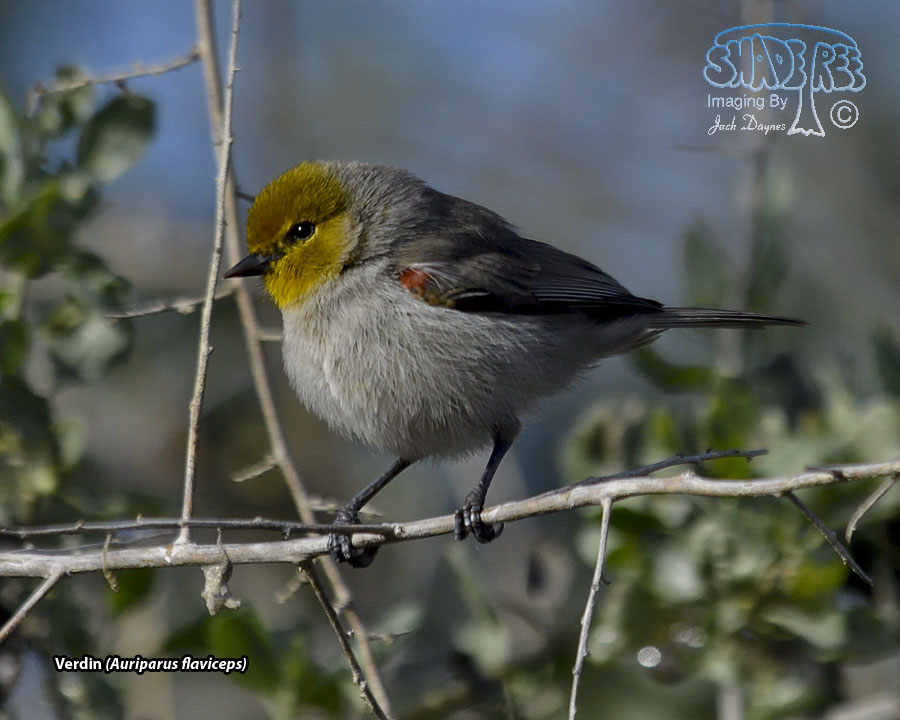 Verdin - Auriparus flaviceps