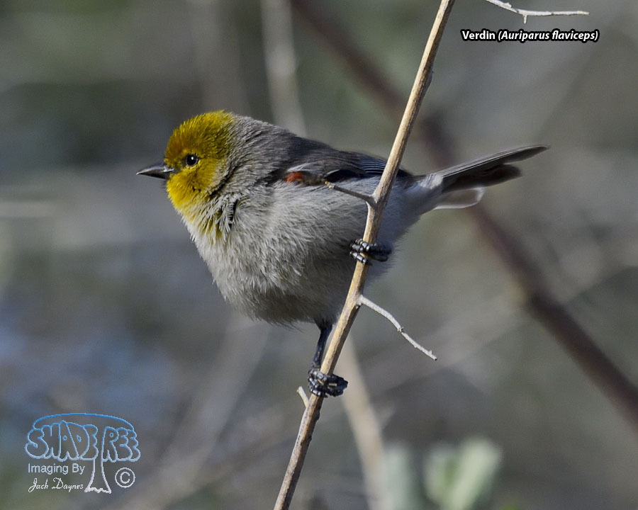 Verdin - Auriparus flaviceps