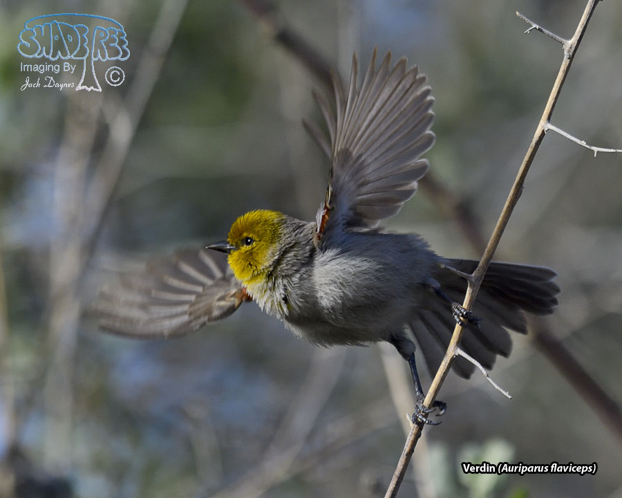 Verdin - Auriparus flaviceps